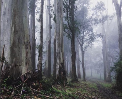 sherbrooke forest, Dandenong Ranges. sheardo