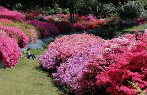 National Rhododendron Garden, stephanielouisemobbs
