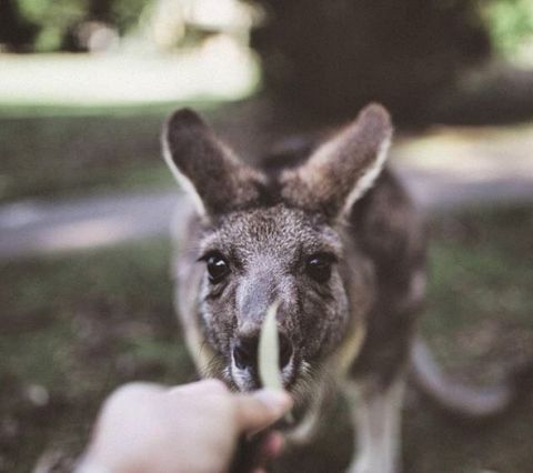 Kangaroo. The Grampians. balloo_n