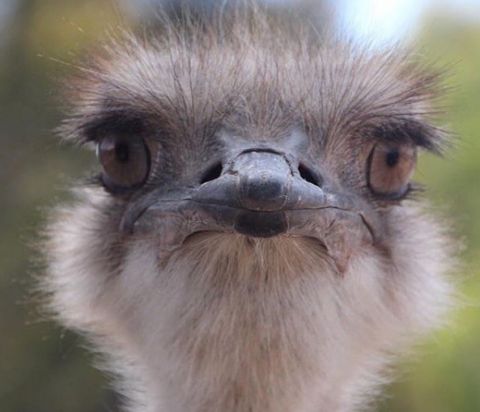 Emu, the Grampians. clairewaldron89