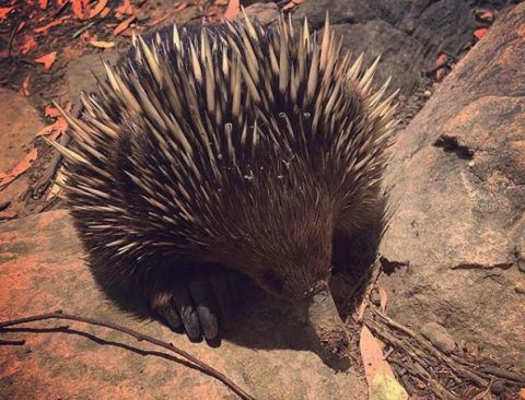 Echidna, The Grampians. zarzarmcnally