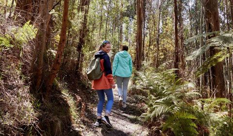 Kinglake National Park Parks Victoria