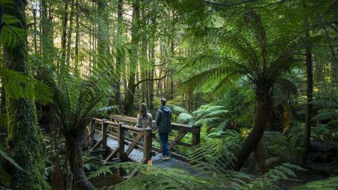 Yarra Ranges National Park Visit Victoria