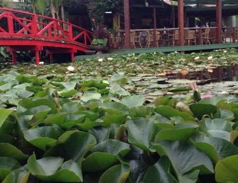 blue lotus water garden