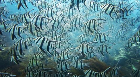 Diving at Bremer Bay