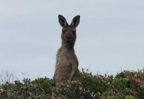 Wallaby