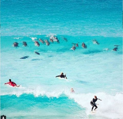 Surfing with dolphins