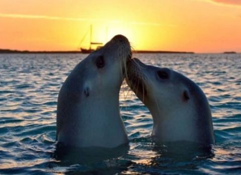 abrolhos islands 