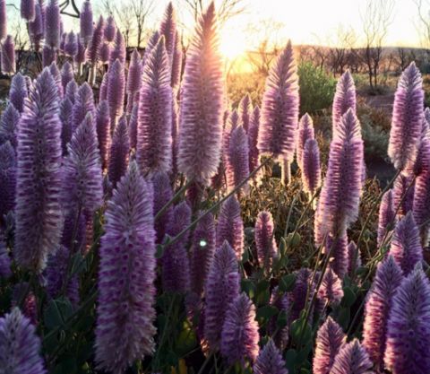  wildflowers