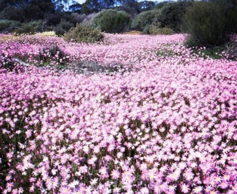 Wildflowers Coalseam Conservation Park