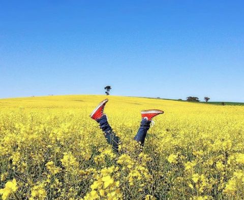 Wildflowers Western Australia