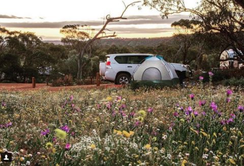 Wildflowers in Coalseam Conservation Park