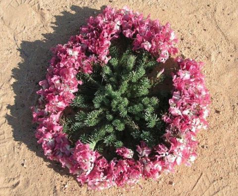 wreath flower