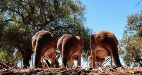 jurienbay roos