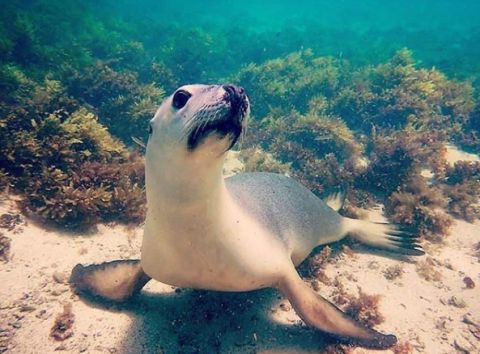 sea lion