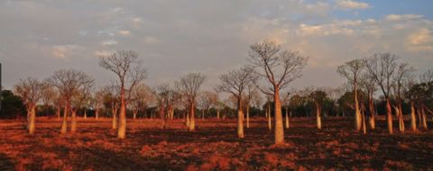 parry creek farm boabs