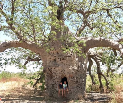 wyndham prison tree