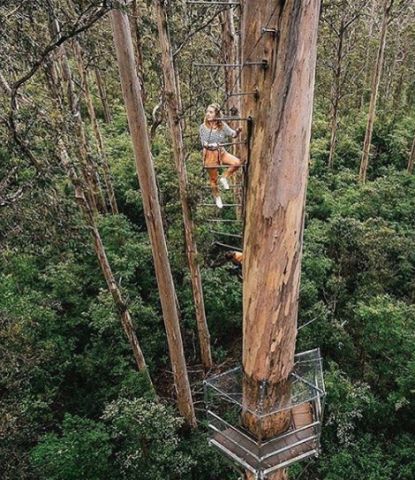 bicentennial tree