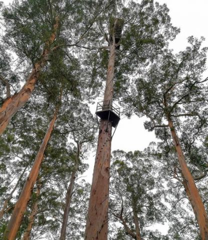 dave evans bicentennial tree 