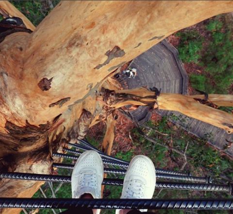 gloucester tree 