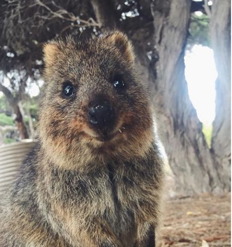 quokka