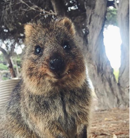 quokka 