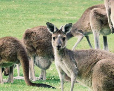 Yanchep kangaroos