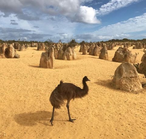 pinnacles Nambung