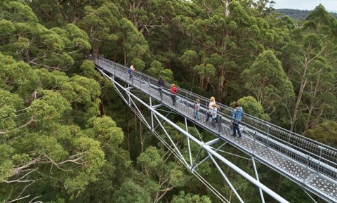 Valley of the Giants Treetop Walk Valley of the Giants