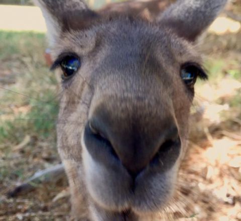 Kangaroo, Bunbury