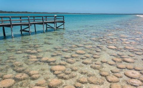 thrombolites near Bunbury WA