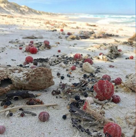 almonta beach, Coffin Bay 