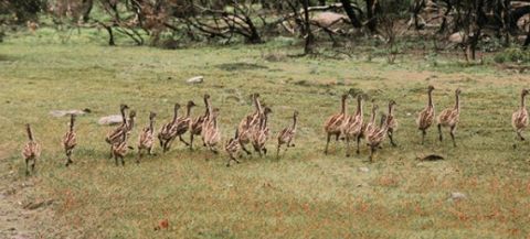 coffin bay national park emu chicks