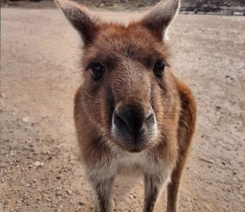 coffin bay national park kangaroo