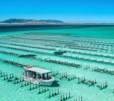 coffin bay oyster farm