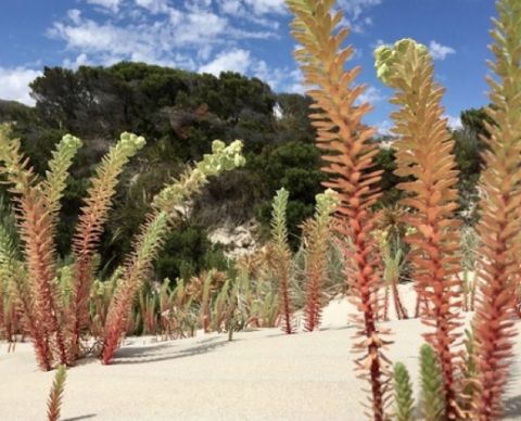 Dune vegetation