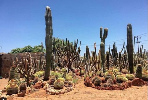 cactiifarm Carnarvon