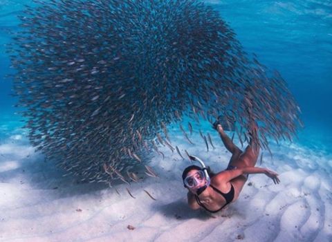 coral bay snorkelling