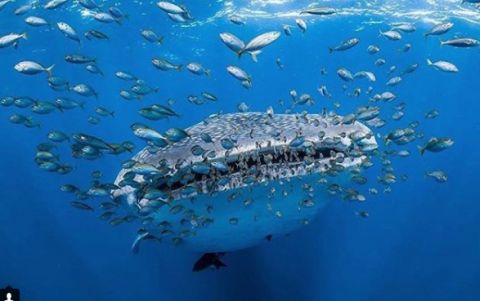 whale shark ningaloo reef