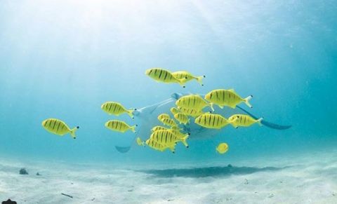 Ningaloo marine life