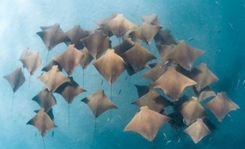 Manta Rays