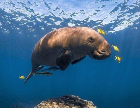 Snorkeling with Dugong