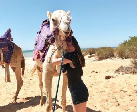 shark bay camels