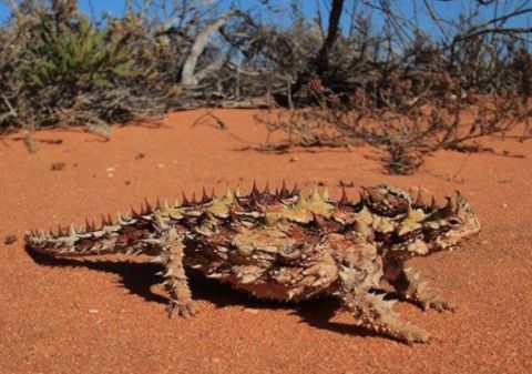 thorny devil 