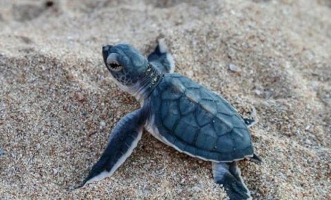 Hatchling turtle Ningaloo