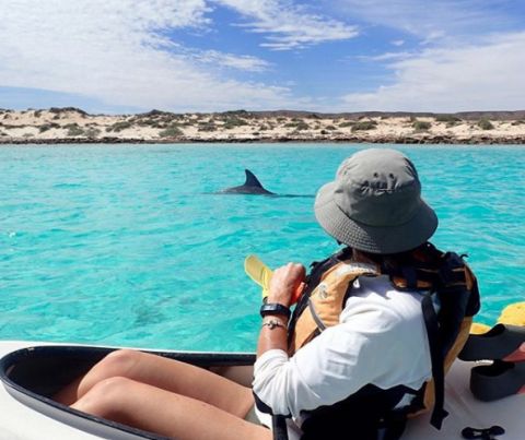 Dolphin at Ningaloo Reef