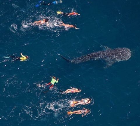 ningaloo whale shark