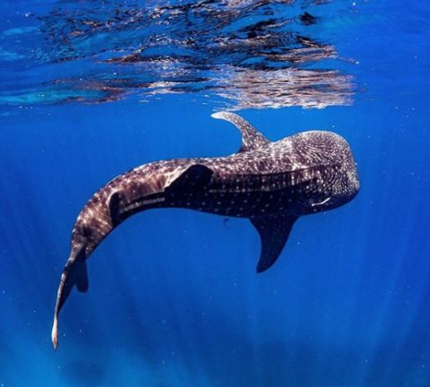 ningaloo whale shark