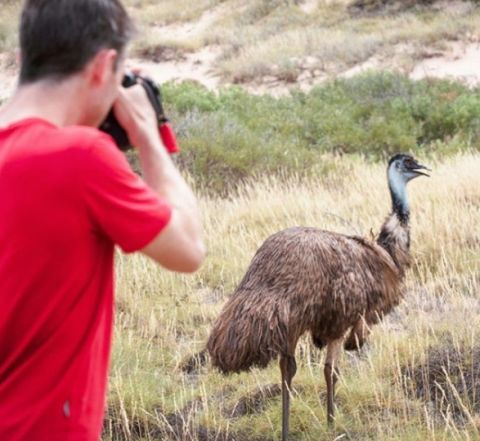 Emu, Cape Range National Park