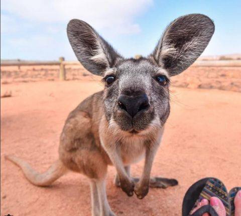 Ningaloo kangaroo